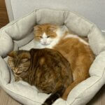 ペットベッドならBedsure?猫が一週間使用した上での辛口レビュー