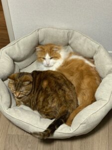 ペットベッドならBedsure？猫が一週間使用した上での辛口レビュー